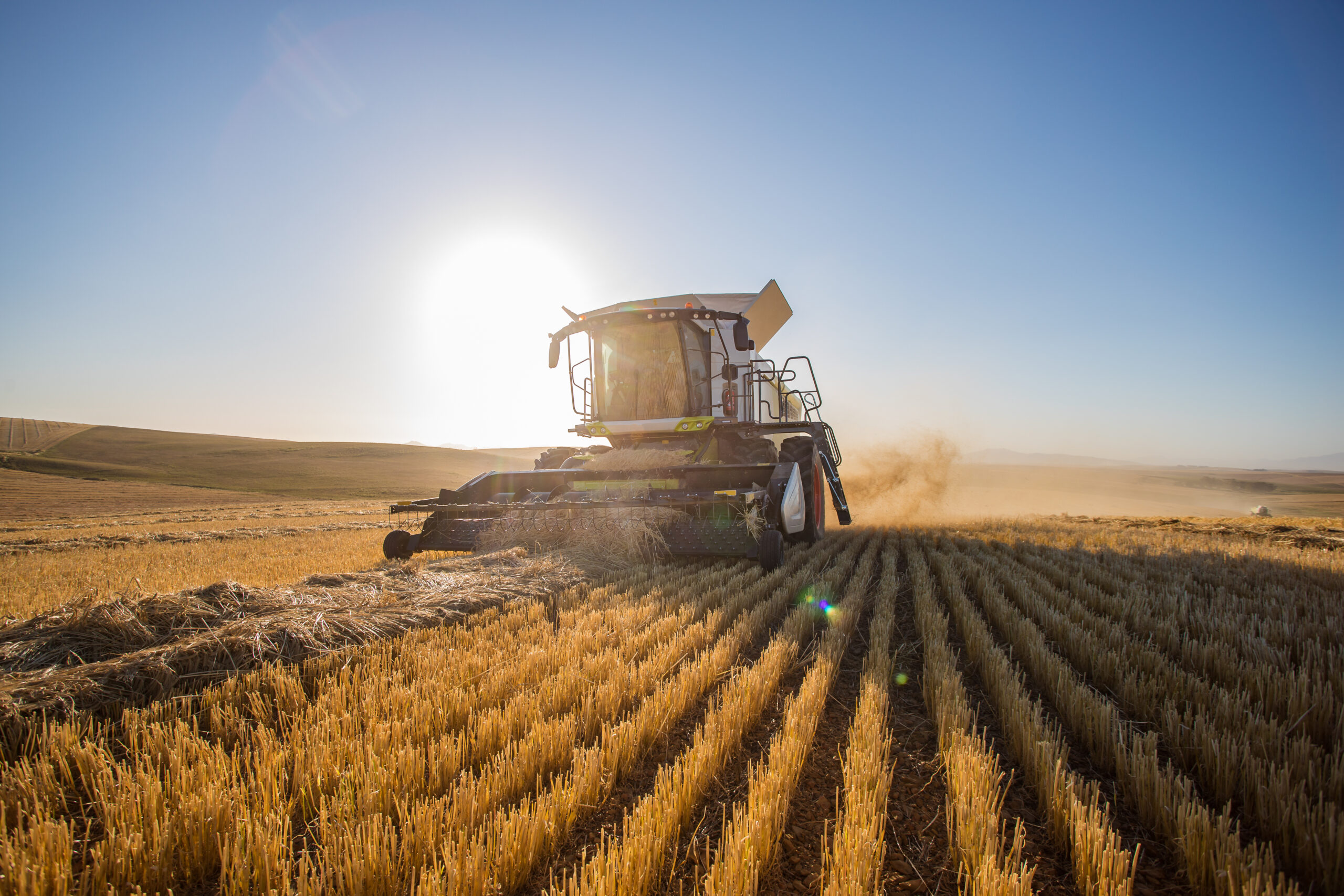 Wide angle view of a combine harvester harvesting wheat on a wheat field on a farm in the Swartland in the Western Cape of South Africa