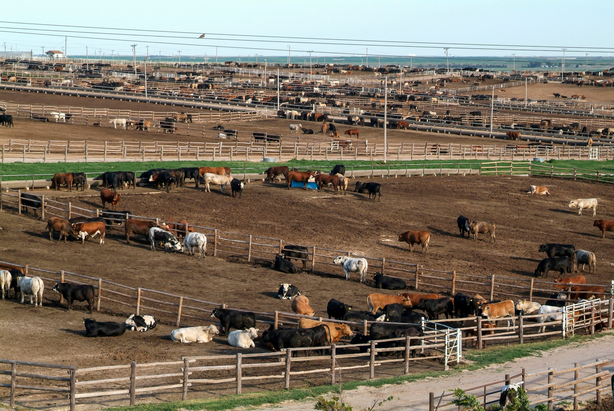 Ingalls, Kansas. Ingalls Feed Yard. Cattle feed lot. Fattens up the cattle before being sold to market.