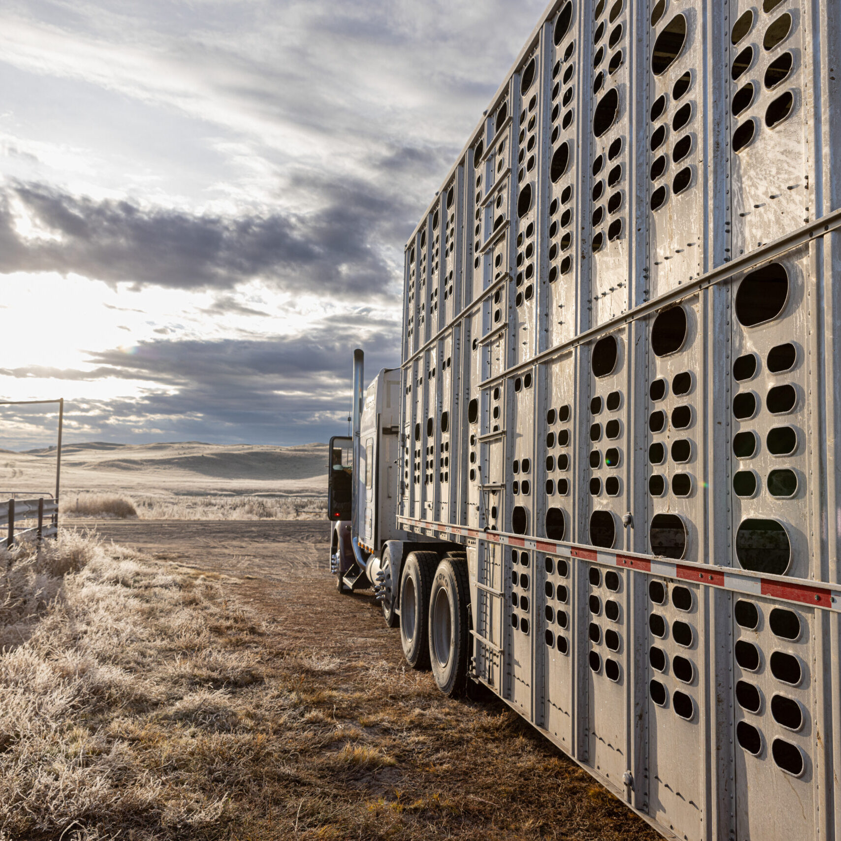 Livestock carrier ready to load cows and calves to ship off the ranch to a new location