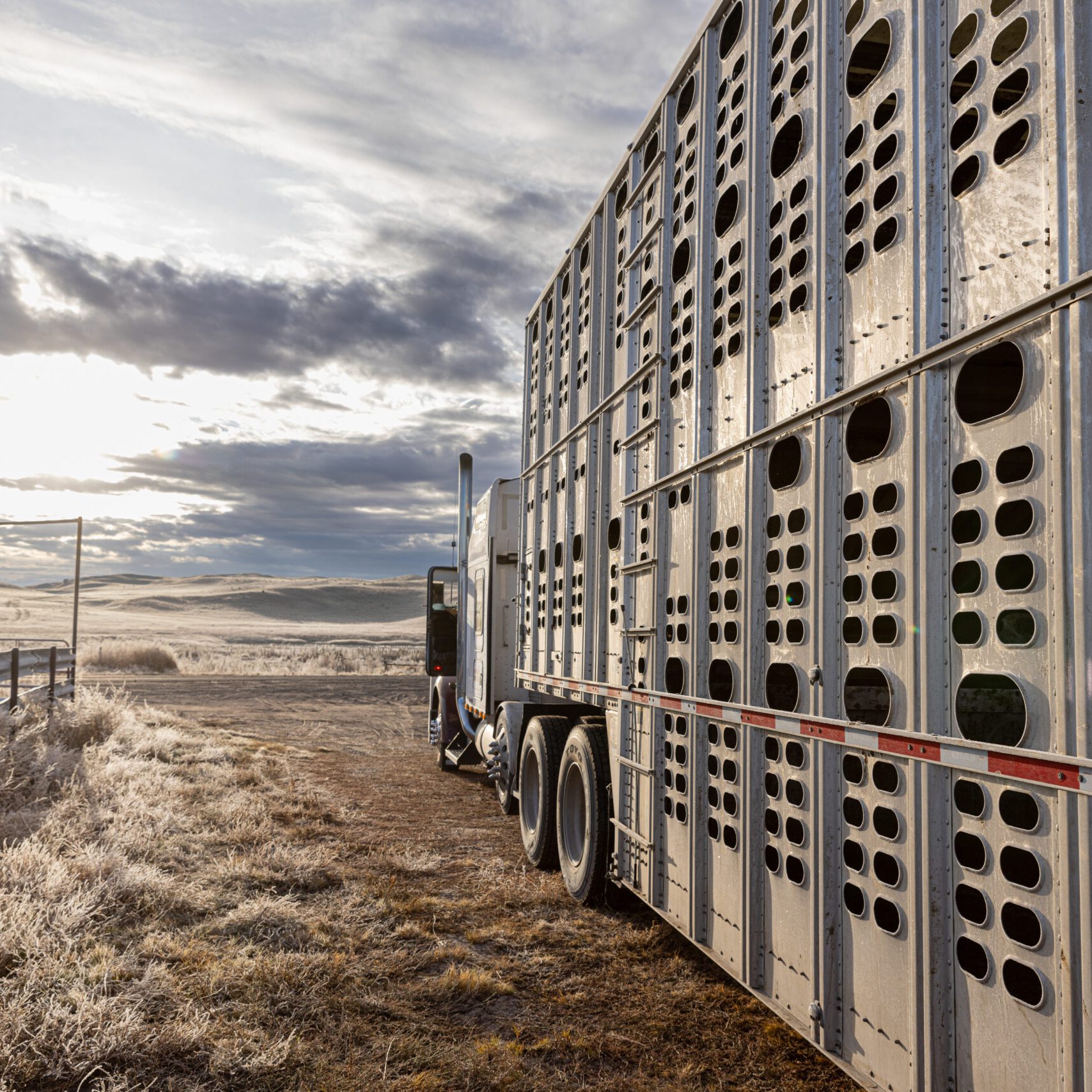 Livestock carrier ready to load cows and calves to ship off the ranch to a new location