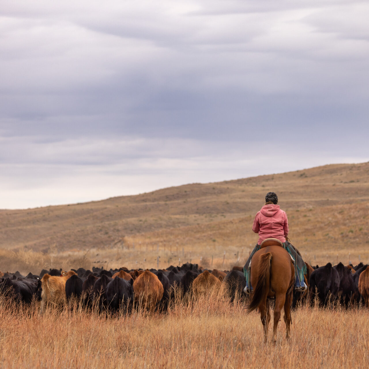Cowgirl on horseback, on the ranch,  moving livestock thru pasture to be shipped