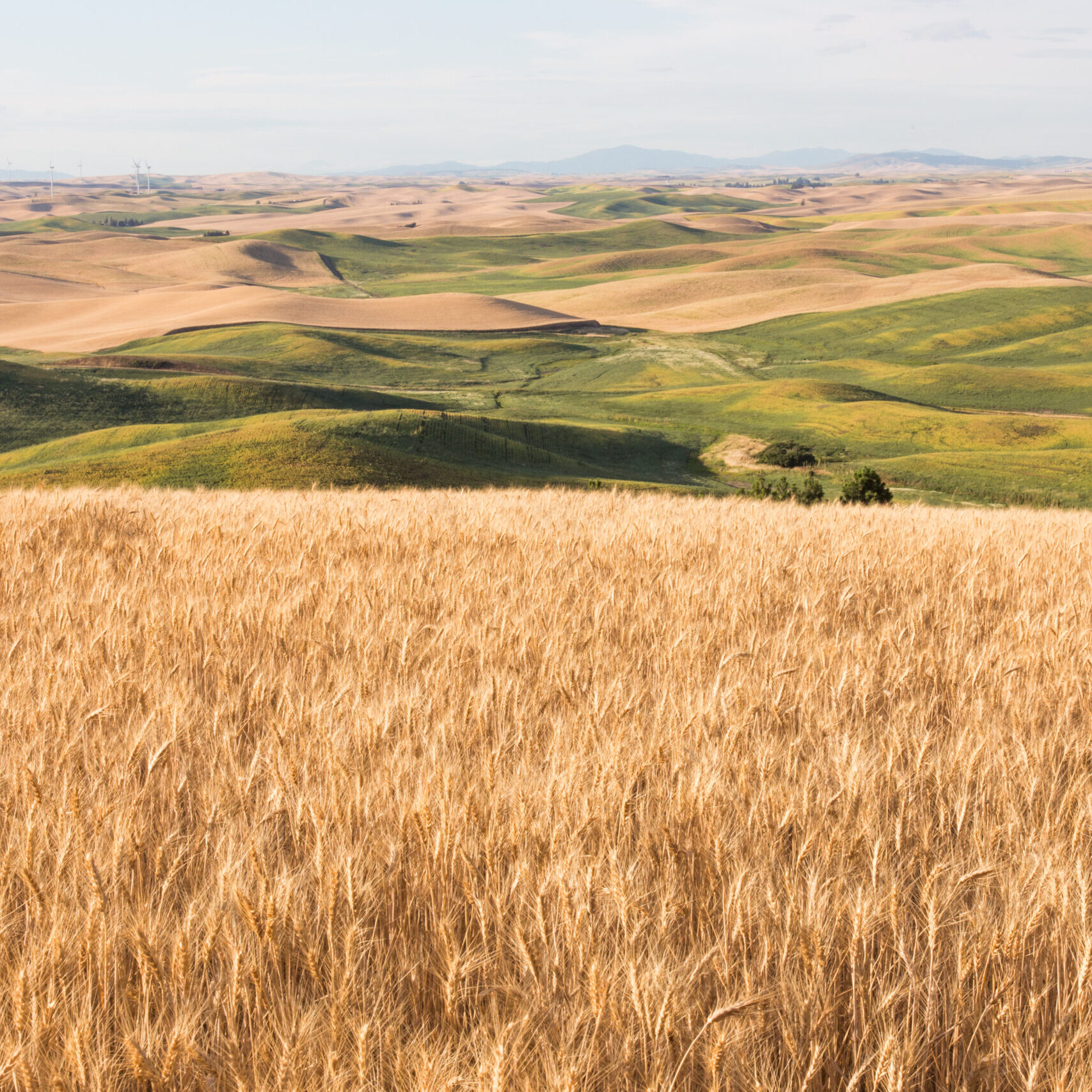 Palouse Wheat Fields