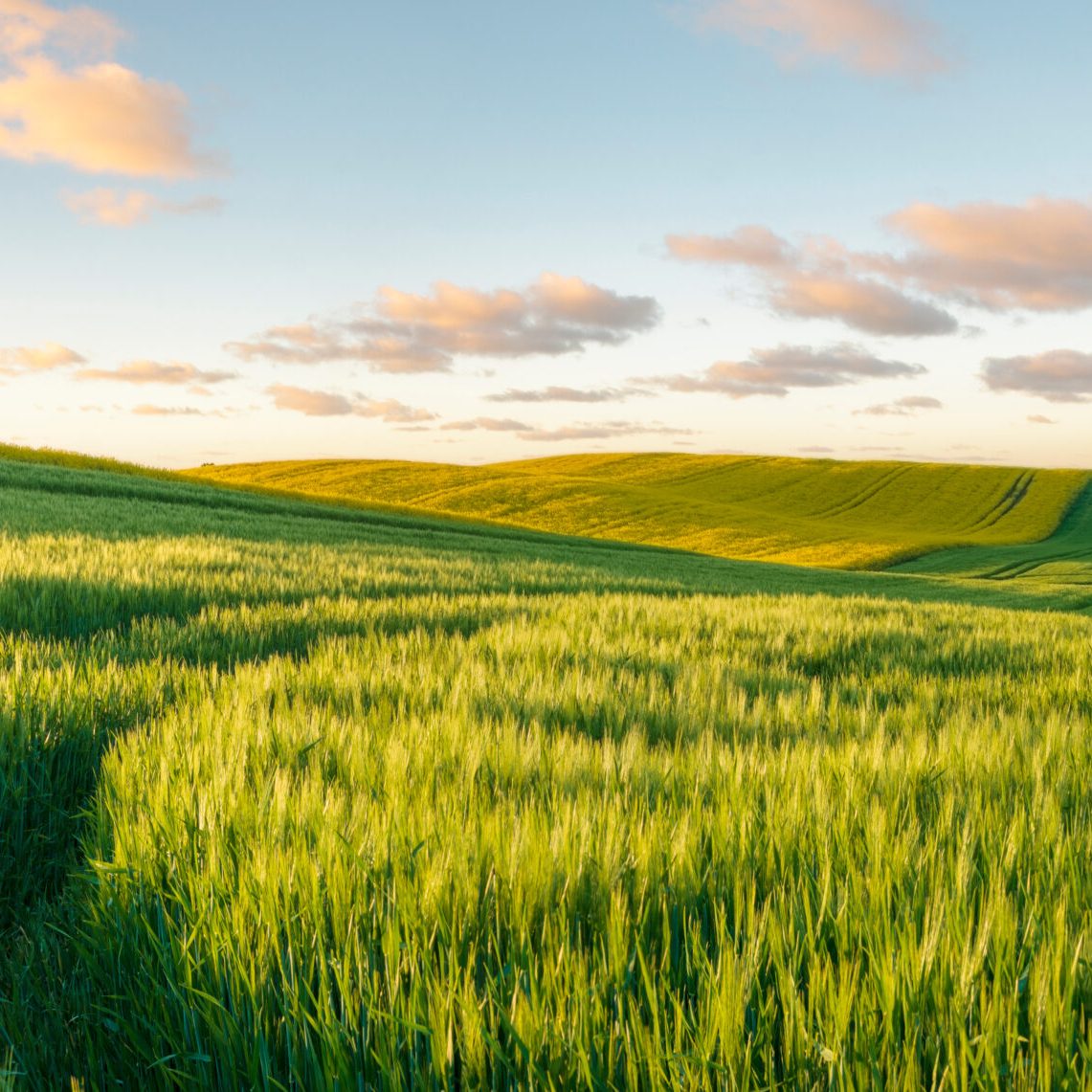 Green, spring field, panorama