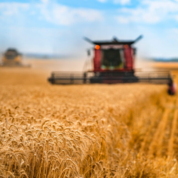 Corn in field closeup. Red grain harvesting combine in a sunny day in a blurred background . Yellow field with grain. Agricultural technic works in field.
