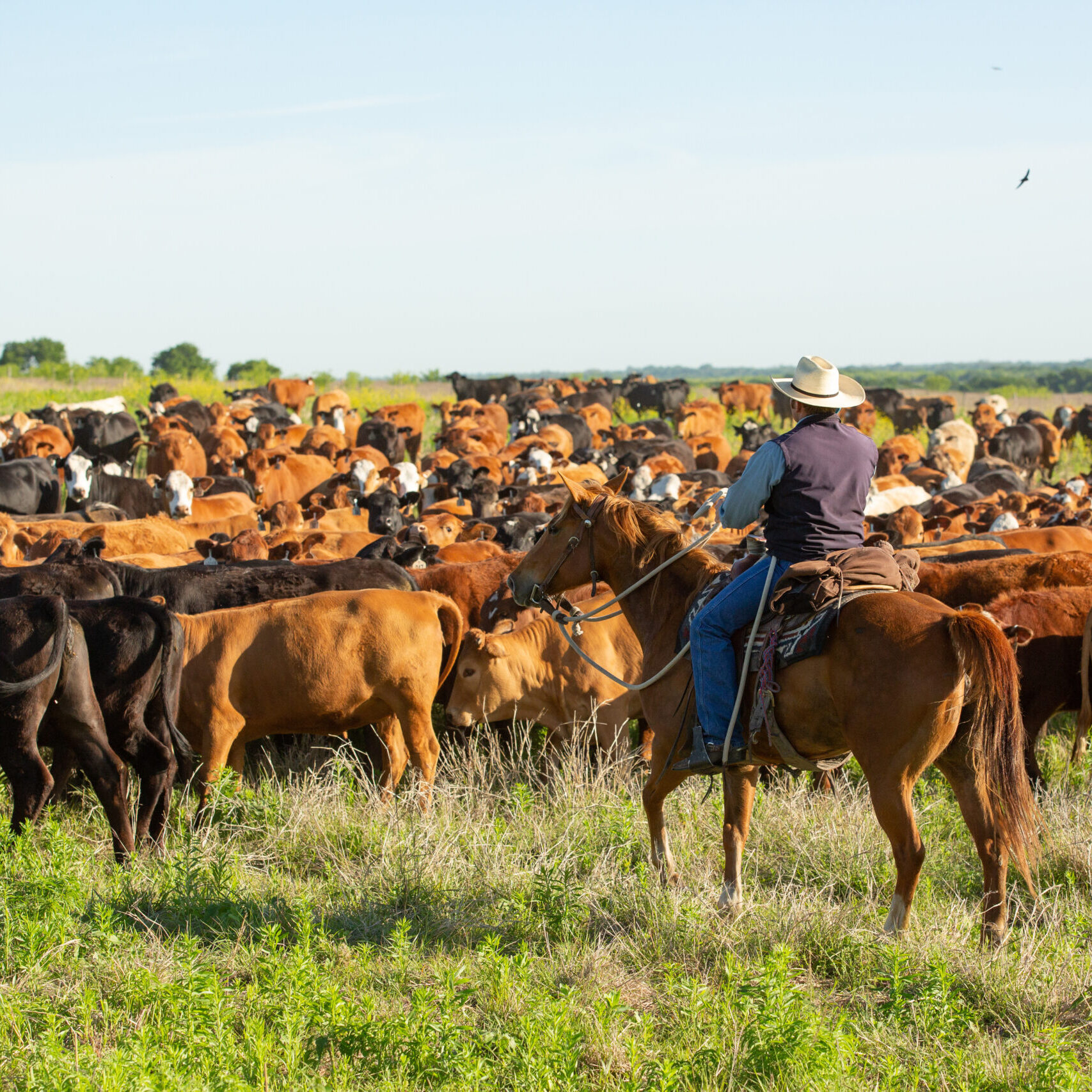 Cattleman moving cow calf pairs to new pasture on the ranch