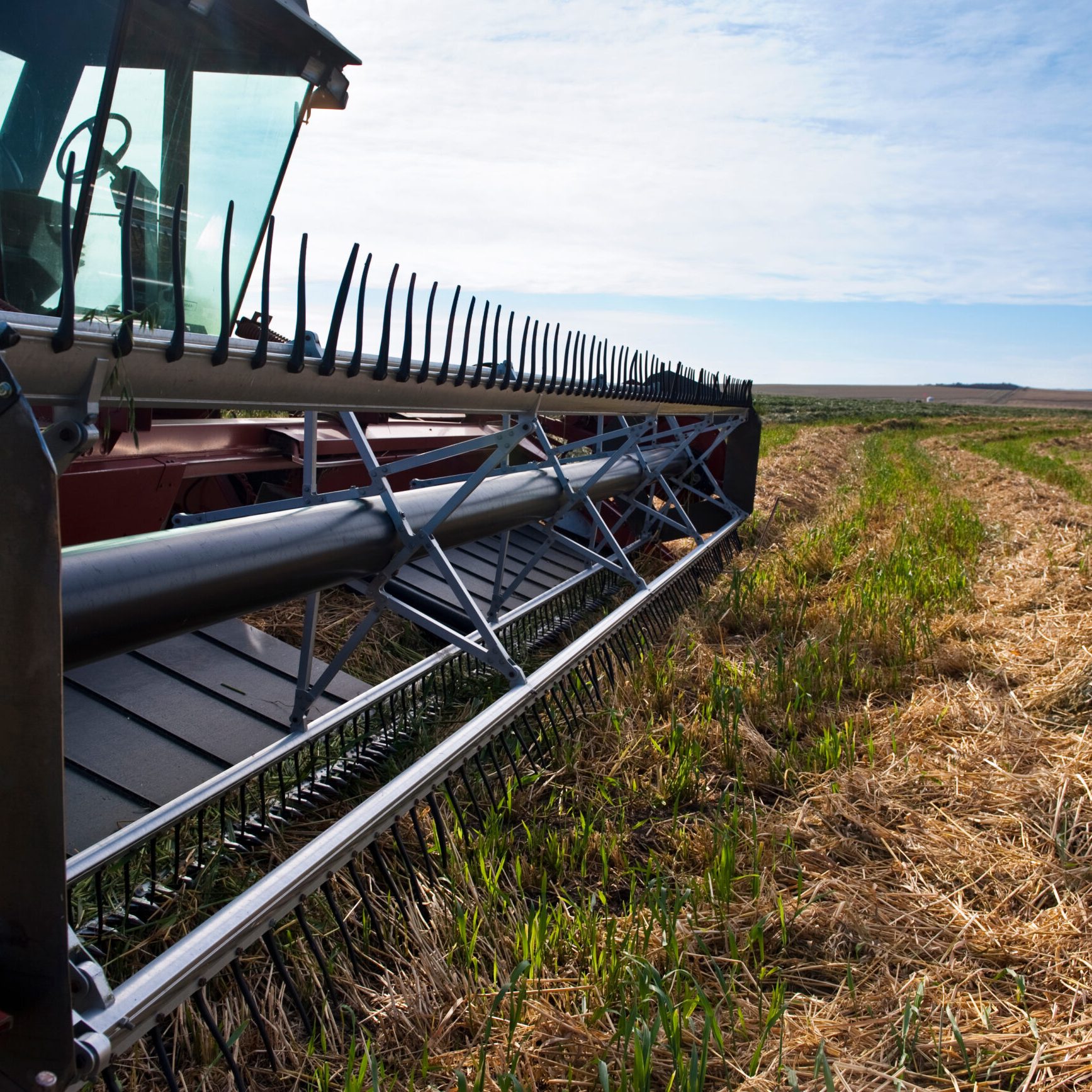 Swather in a prairie grain field at harvest time.