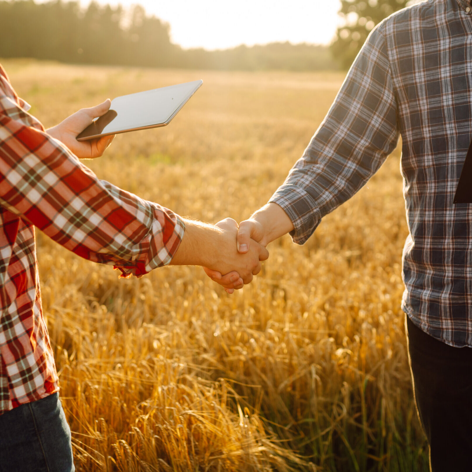 Handshake, joint work of farmers.Two farmers making agreement with handshake in  wheat field. The conclusion of the deal, agreed.