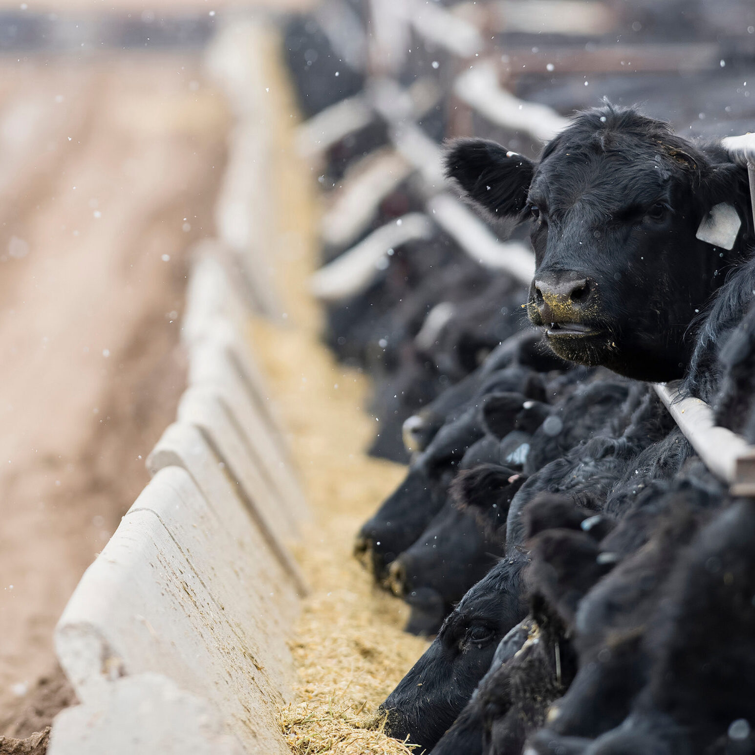 Feedlot Cattle in the Snow, Muck &amp; Mud