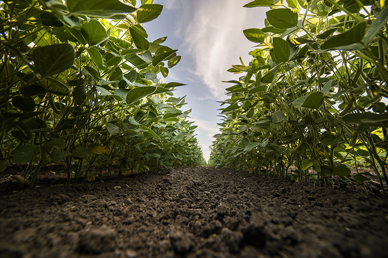 High Corn and Soybean Return Outlook for 2021 - farmdoc daily